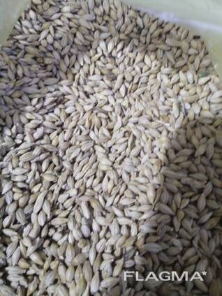 ЯЧМЕНЬ. ЭКСПОРТ